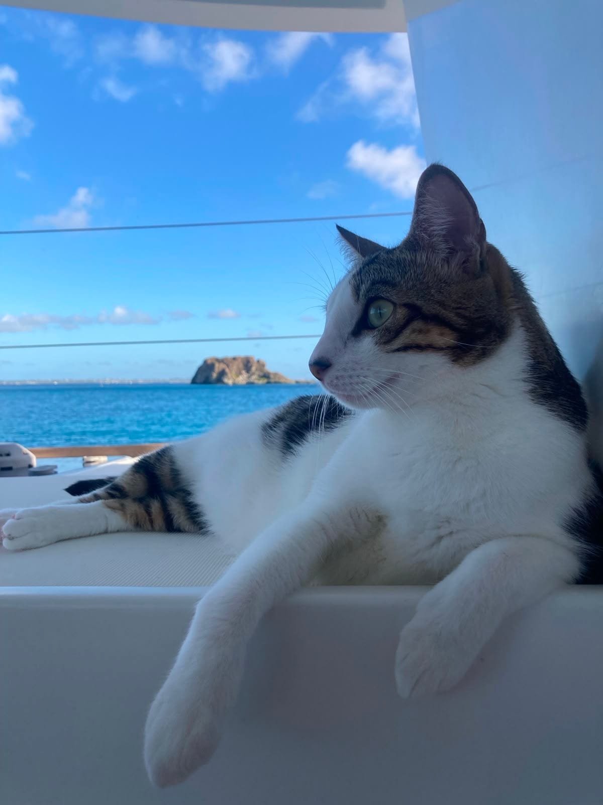 Portrait of the ship's cat, with Créole Rock in the background